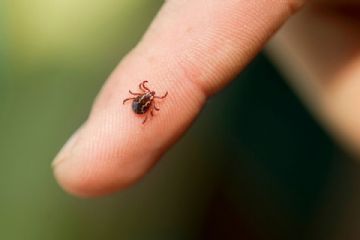 Progetto regionale del piano di monitoraggio e prevenzione delle malattie infettive trasmesse da zecche